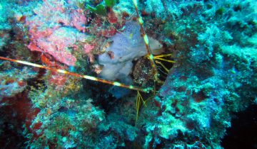 Palinurus_elephas