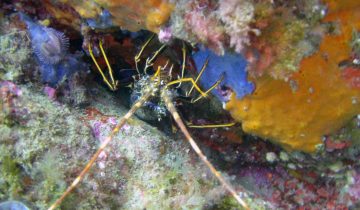 Palinurus_elephas