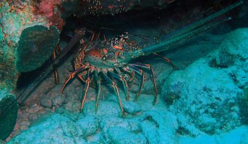 Panulirus_argus
