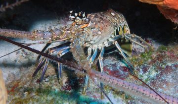 Panulirus_argus