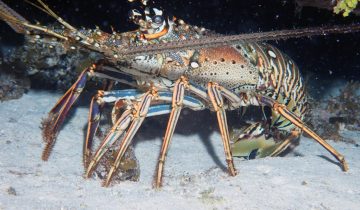 Panulirus_argus