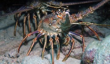 Panulirus_argus