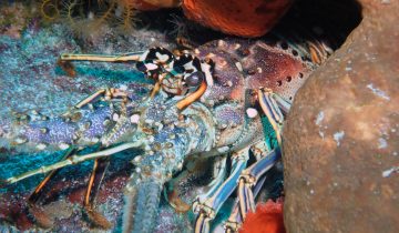 Panulirus_argus