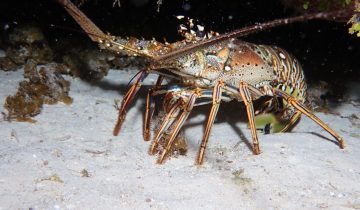 Panulirus_argus