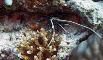 Panulirus_versicolor