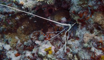 Panulirus_versicolor