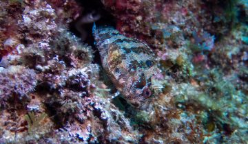 Parablennius_gattorugine