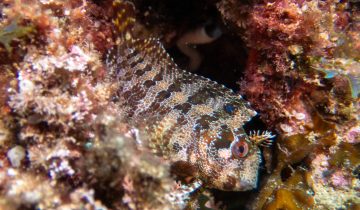 Parablennius_gattorugine