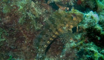 Parablennius_gattorugine