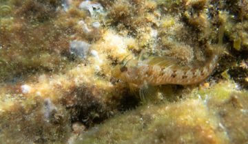 Parablennius_incognitus