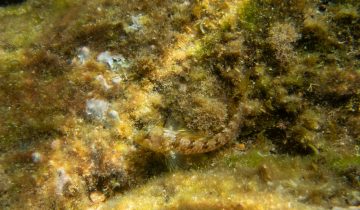 Parablennius_incognitus