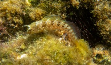 Parablennius_incognitus