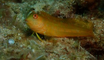 Parablennius_pilicornis