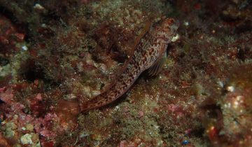 Parablennius_pilicornis