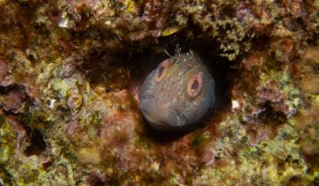 Parablennius_pilicornis