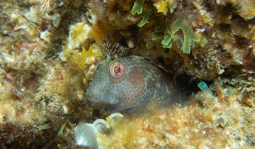 Parablennius_pilicornis