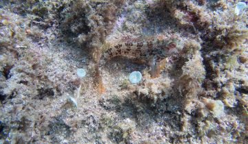 Parablennius_pilicornis