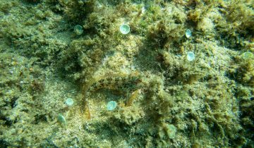 Parablennius_pilicornis