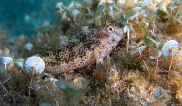 Parablennius_pilicornis