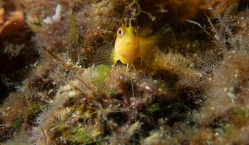 Parablennius_pilicornis