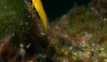 Parablennius_pilicornis