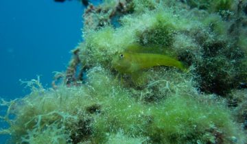 Parablennius_pilicornis