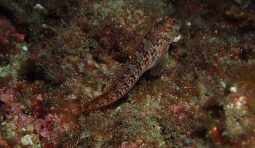 Parablennius_pilicornis