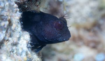 Parablennius_pilicornis