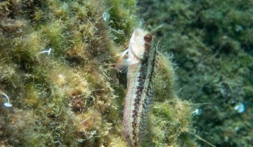 Parablennius_pilicornis