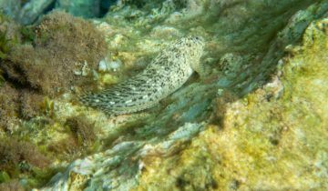 Parablennius_sanguinolentus