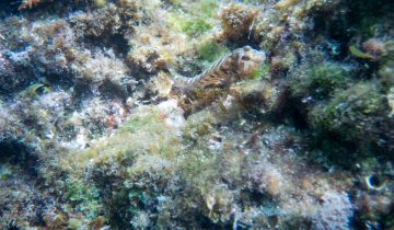 Parablennius_tentacularis