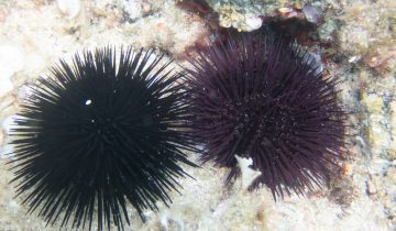 Paracentrotus_lividus