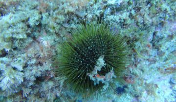 Paracentrotus_lividus
