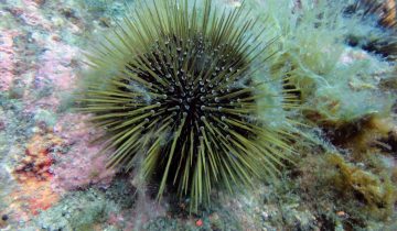 Paracentrotus_lividus