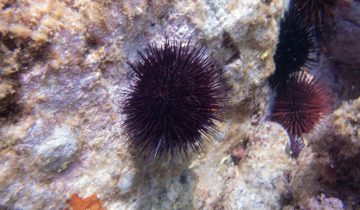 Paracentrotus_lividus