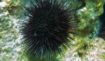 Paracentrotus_lividus