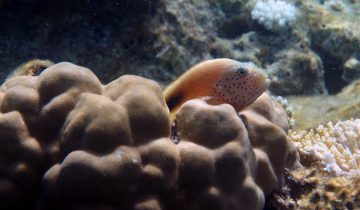 Paracirrhites_forsteri