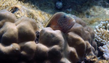 Paracirrhites_forsteri