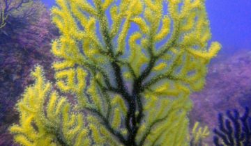 Paramuricea_clavata