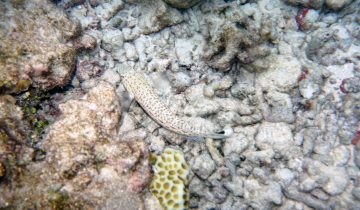 Parapercis_hexophtalma