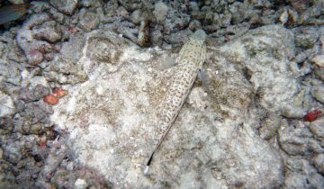Parapercis_hexophtalma
