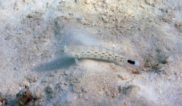 Parapercis_hexophtalma
