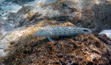 Parapercis_hexophtalma