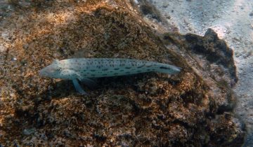 Parapercis_hexophtalma