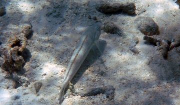 Parapercis_hexophtalma