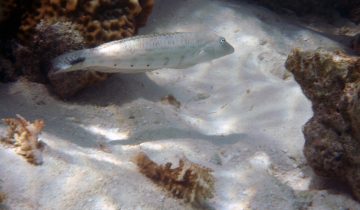 Parapercis_hexophtalma