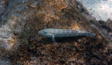 Parapercis_hexophtalma