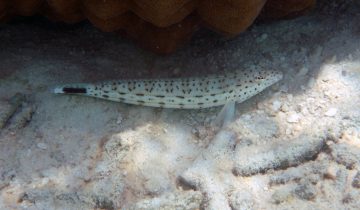 Parapercis_hexophtalma