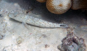 Parapercis_hexophtalma