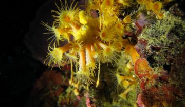 Parazoanthus_axinellae